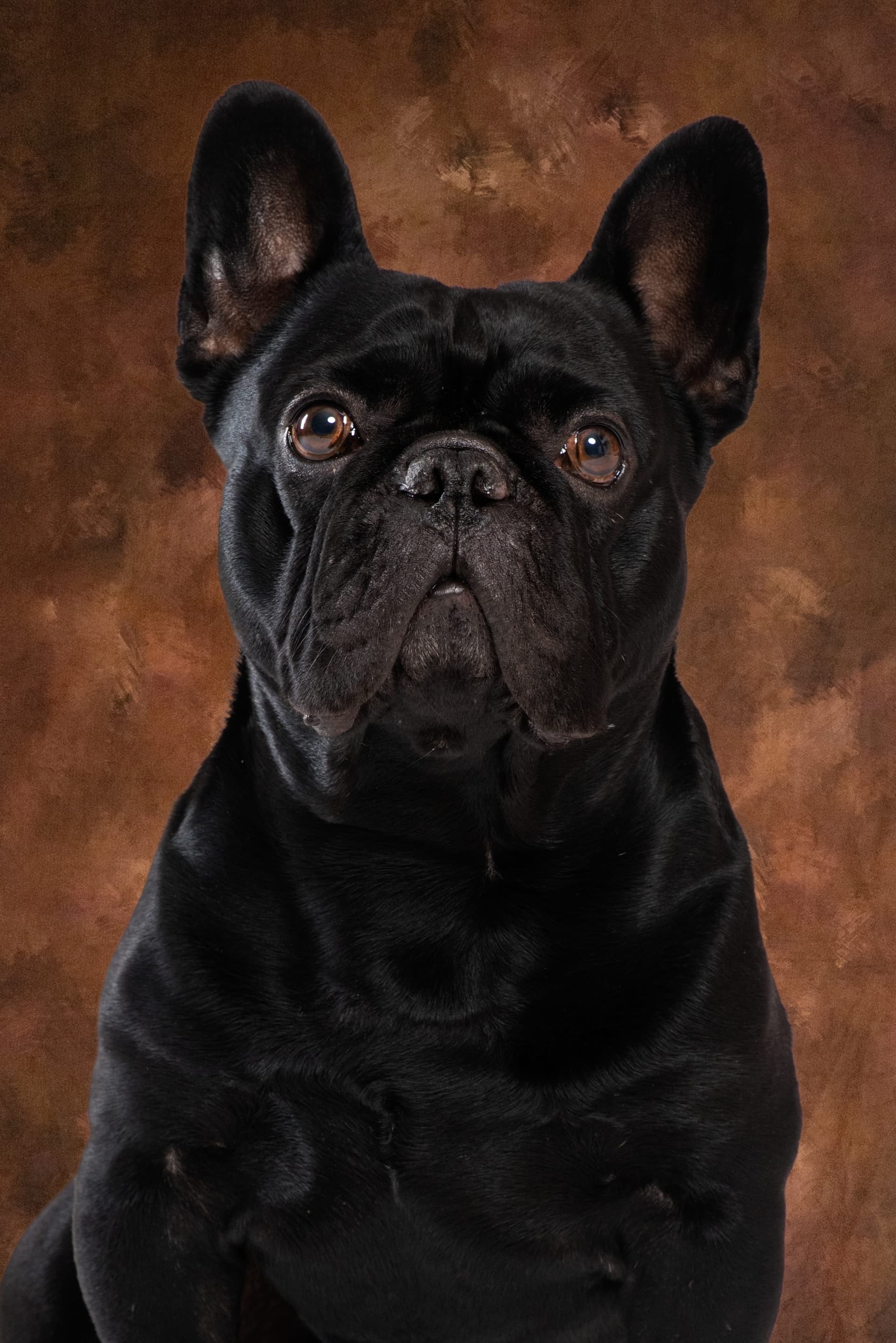 Zorro